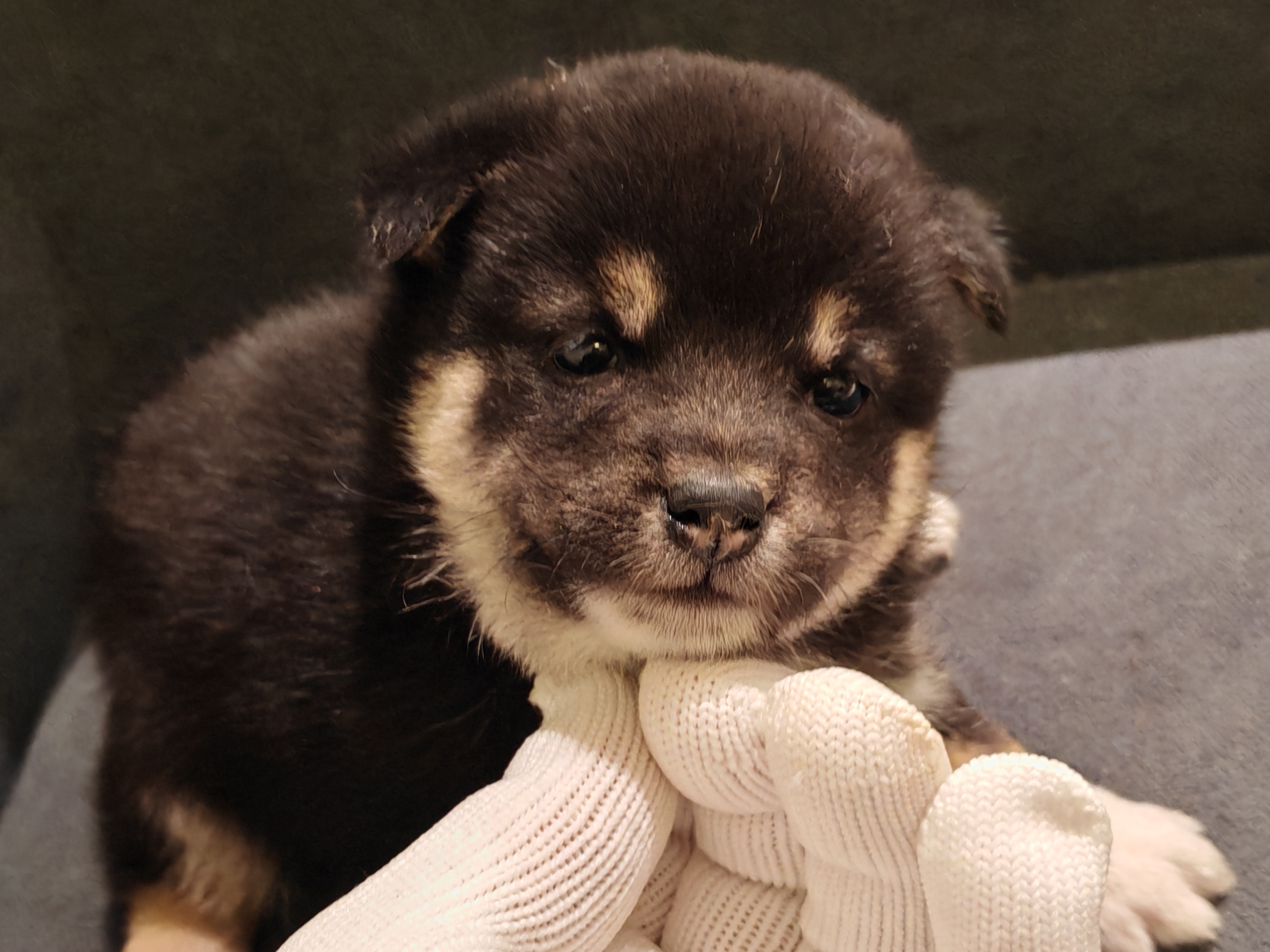 可爱柴犬萌萌哒 找新家